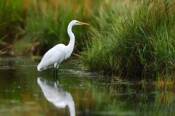 Naklejka premium A white egret stands in shallow water near tall grass.