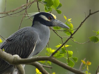 Yellow-crowned night heron on a branch