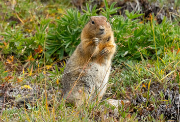 Standing arctic ground squirrell in Denali National Park