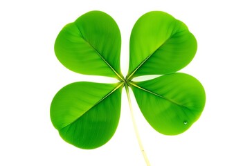 A vibrant green four-leaf clover, isolated on a pure white background, shows intricate leaf detail,  green,  four leaf clover