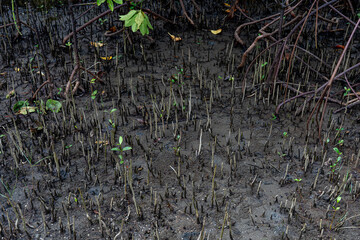mangrove tree roots that grow above sea water. Mangroves function as plants