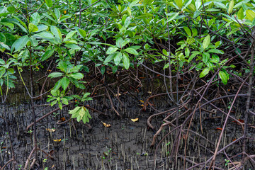 mangrove tree roots that grow above sea water. Mangroves function as plants