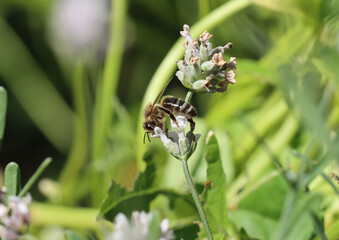 Westliche Honigbiene - European honey bee
