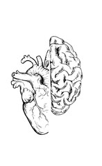 Powerful duality of human emotion and intellect beautifully rendered in striking anatomical art