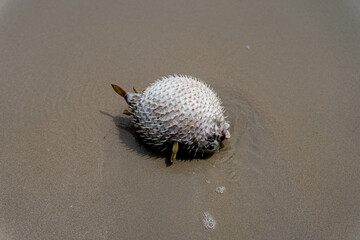 Dead fish on the beach, marine pollution , Environmental pollution.