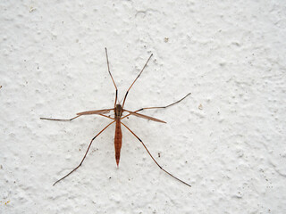 Tipula paludosa on a wall. It ss the European crane fly, a common 