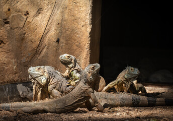 Group of iguanas on the rock