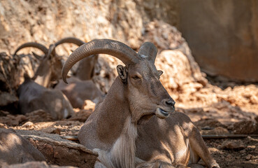 Close up portrait of a mountain goat 