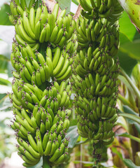 Bunch of bananas in greenhouse, Close up
