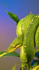 Close-up of a vibrant green snake