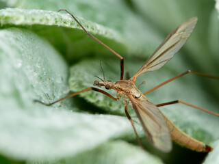 Tipula paludosa on a wall. It ss the European crane fly, a common 