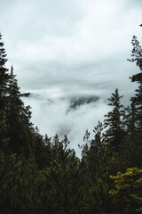 Misty forest landscape with evergreen trees and clouds.