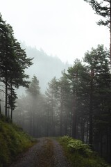 Misty forest path with tall trees and lush greenery.
