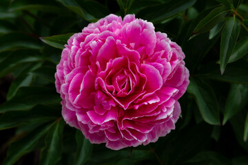 Gros plan sur les pétales d'une rose