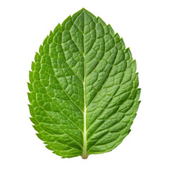 Obraz premium Close up of a vibrant green mint leaf with detailed texture