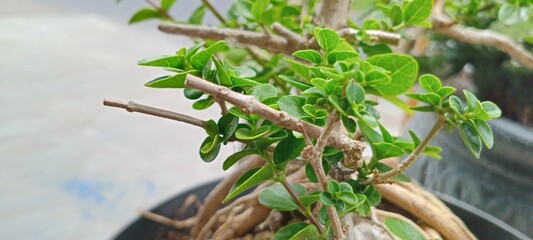 Sancang bonsai plants planted in plastic pots 