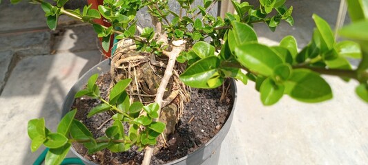 Sancang bonsai plants in the garden 