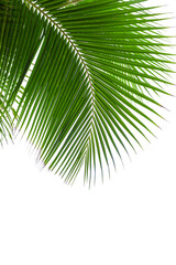 Palm tree leaf texture white background isolated closeup, coconut palm leaves decoration, green palm branch frame, exotic foliage pattern, design element for tropical island sea beach, summer holidays