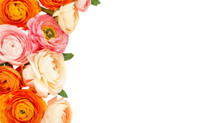 PNG Transparent Ranunculus Side Border