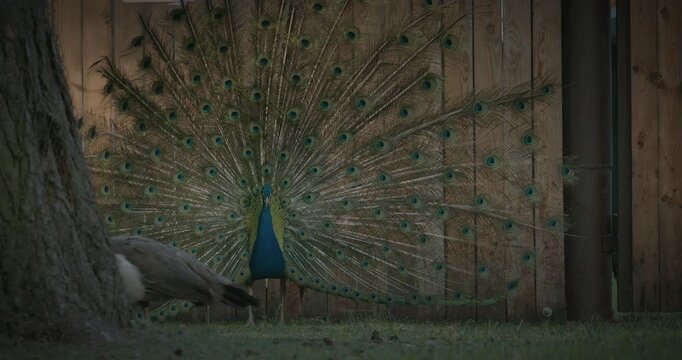 peacock fluffs up his tail and dances in front of the female. Indian Peacock Has Iridescent Blue And Green Plumage. Indian Peafowl Walk Outdoor. All Species Have Crest Atop Head. Pavo Cristatus, Blue