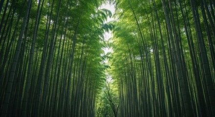 Fototapeta premium Dense bamboo forest rising to a bright clearing, perspective shot upward
