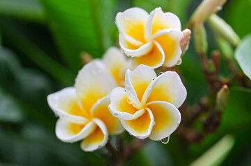 frangipani plumeria with dew drops after rain, green leaves, green leaves in the garden