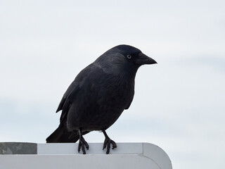 The western jackdaw (Coloeus monedula), also known as the Eurasian jackdaw, European jackdaw, or simply jackdaw
