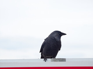 The western jackdaw (Coloeus monedula), also known as the Eurasian jackdaw, European jackdaw, or simply jackdaw