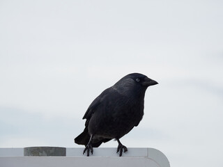 The western jackdaw (Coloeus monedula), also known as the Eurasian jackdaw, European jackdaw, or simply jackdaw