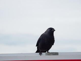The western jackdaw (Coloeus monedula), also known as the Eurasian jackdaw, European jackdaw, or simply jackdaw