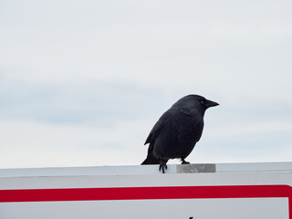 The western jackdaw (Coloeus monedula), also known as the Eurasian jackdaw, European jackdaw, or simply jackdaw