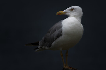 La mouette