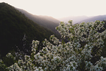 flowers in the mountains