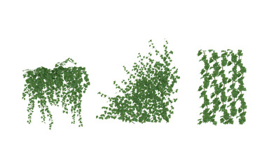 Fototapeta premium English Ivy Glacier Climbing Aid green isolated background Hanging Ivy Plants with Transparent Background, Vines Bush and Trailing Plant Arrangements 3D render