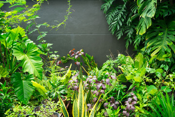 Green ornamental plant such as Philodendron ,Monstera,  Devils Ivy in front of space gray wall in the garden.