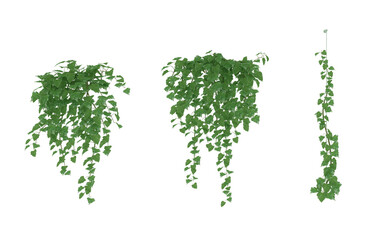 English Ivy Glacier Climbing Aid green isolated background Hanging Ivy Plants with Transparent Background, Vines Bush and Trailing Plant Arrangements 3D render © 2D