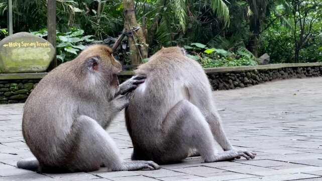 Two macaques grooming beside a forest path