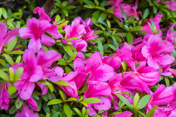 Close-Up of Pink Azalea Flowers in Full Bloom