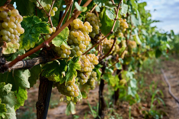 Ripe green grape in vineyard growing natural. Green grape on the vine in garden