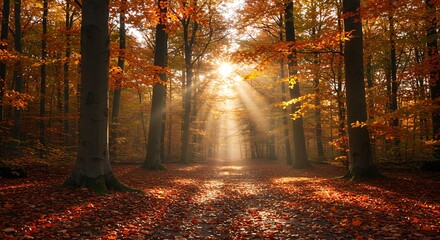 Fototapeta premium Autumn forest sunlight path