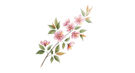 Watercolor painting of a cherry blossom branch isolated on transparent background