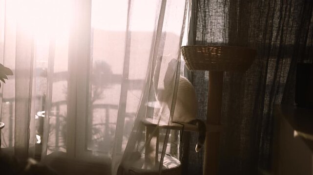 Un chat chez sa maison