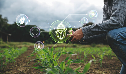 Farmer record corn sapling's data by smart phone.