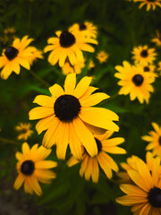 Black-eyed Susan (Rudbeckia hirta) close-up with blurred background,