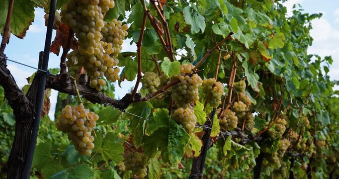 Ripe green grape Pansa Blanca in vineyard growing natural. Green grape on the vine in garden