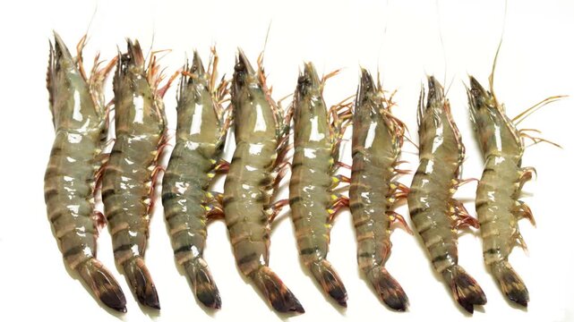 Detailed macro shot of a row of fresh, raw shrimp. The translucent shells and vibrant colors highlight their freshness. Ideal for culinary, seafood market, or food preparation content.