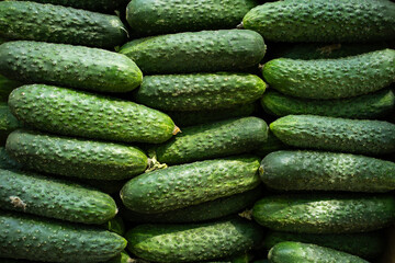 Fresh organic cucumbers stacked in rows, top view of green vegetables at farmers market, healthy raw produce for salad ingredients, vegetarian food and clean eating concept, selected focus