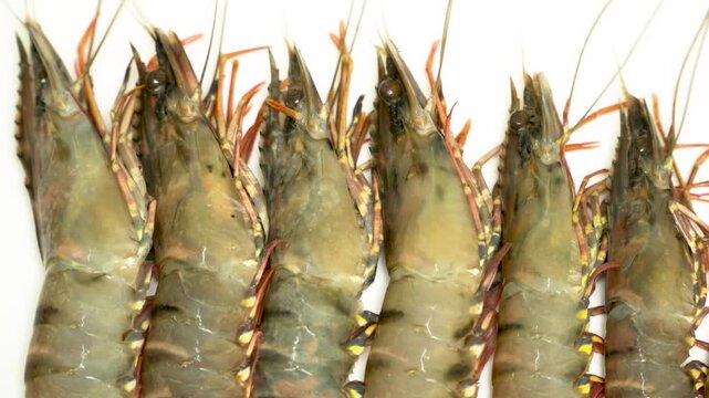 Detailed macro shot of a row of fresh, raw shrimp. The translucent shells and vibrant colors highlight their freshness. Ideal for culinary, seafood market, or food preparation content.