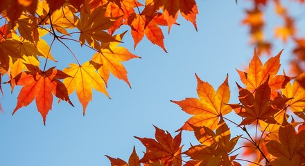 Autumn leaves against a clear sky