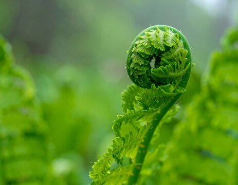 Unfurling fern sprout